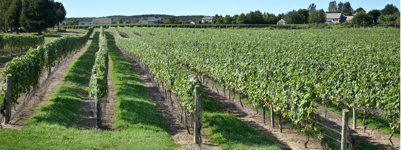 Long Island Winery