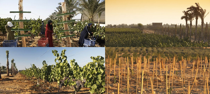 The Sahara Vineyard near Luxor, Egypt