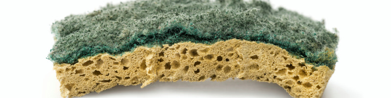 Moldy Sponge