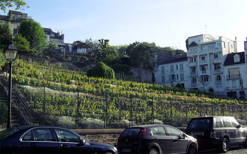 Montmartre Vineyard