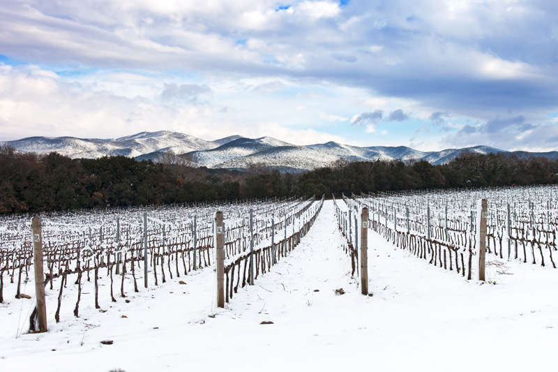 Snow-Covered Vineyard Rows - Tuscany, Italy