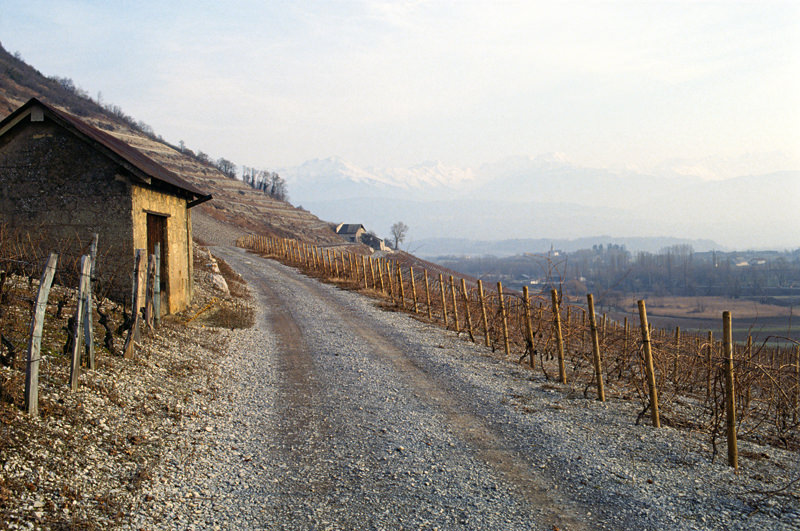 Vineyard Tractor Path - Savoy, France