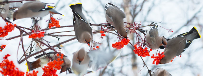 Waxwing Birds In Canada Are Getting Drunk