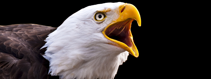 screamin eagle header
