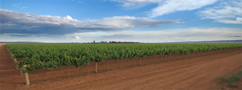 Australian Vineyards