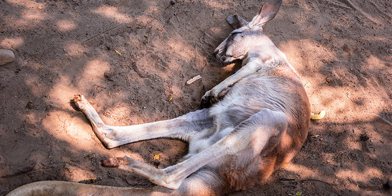 Animals get drunk in the wild