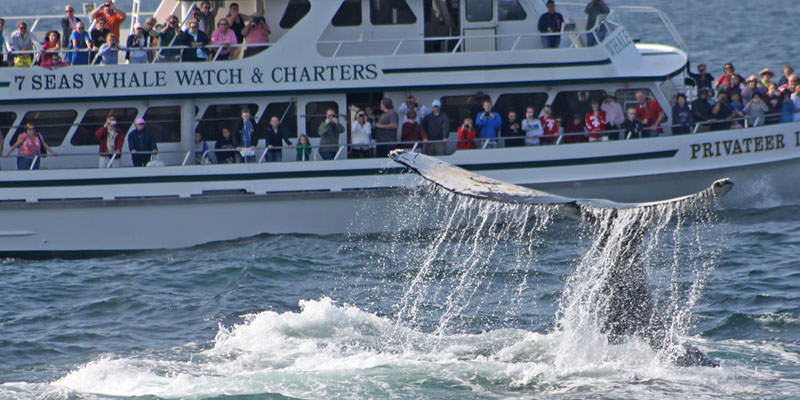 Check out 7 Seas Whale Watch