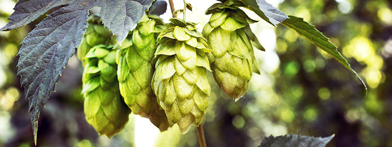Will there be a hops shortage?
