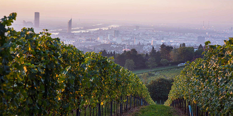 Vienna's Vineyards At Dusk