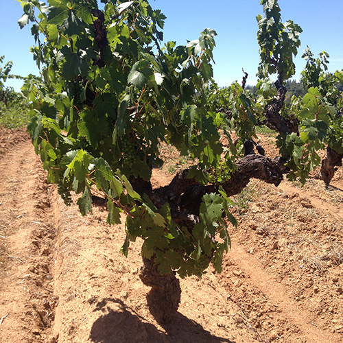 The Oldest Zinfandel In North America
