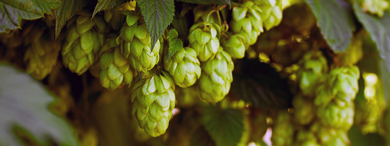The drought is making it hard to grow hops