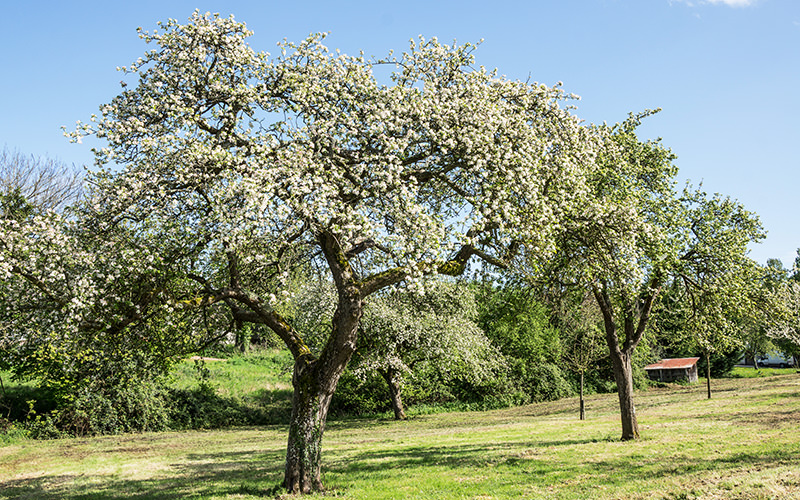 An Apple Orchard In Normandy