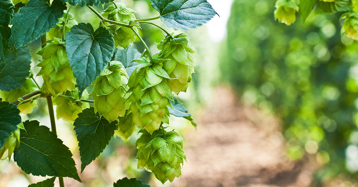 The Role Of Hops In Beer