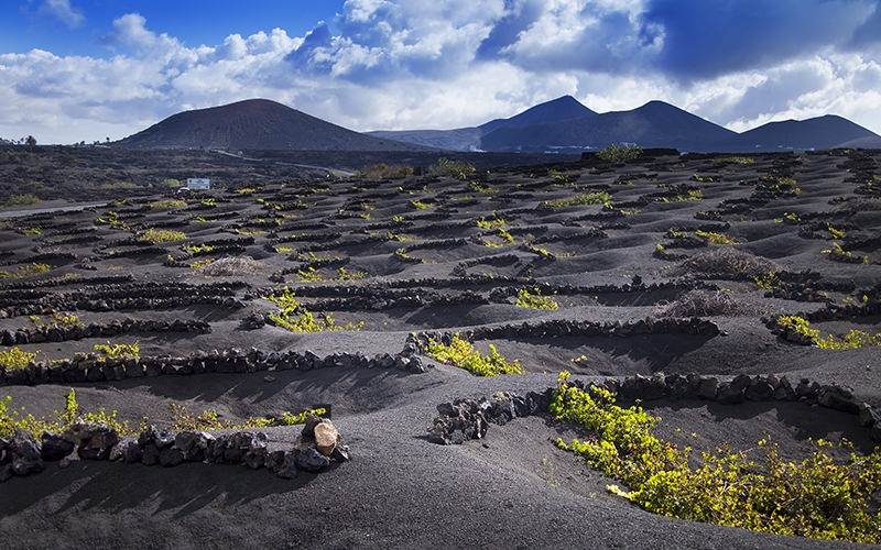 Fly To Lanzarote To Visit The Lava Field Vineyards