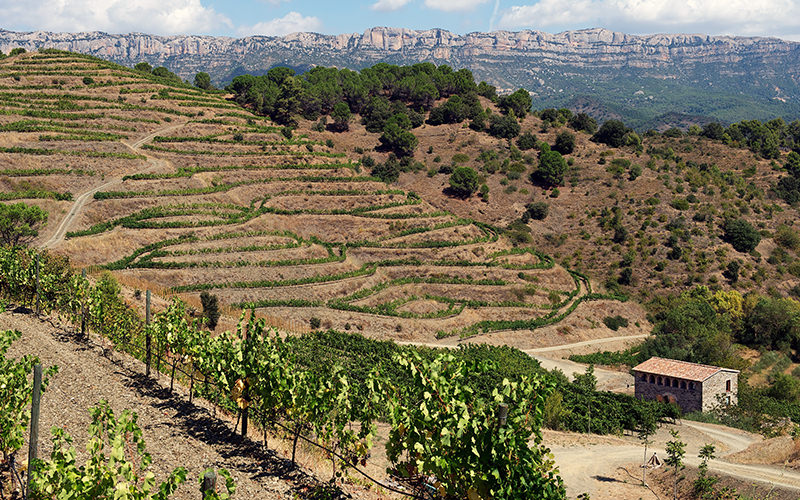 Explore The Vineyards That Have Made Priorat Globally Famous