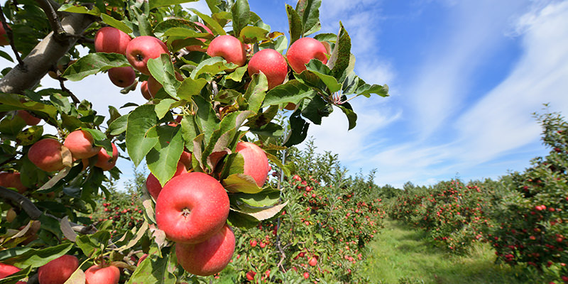 Cider apples