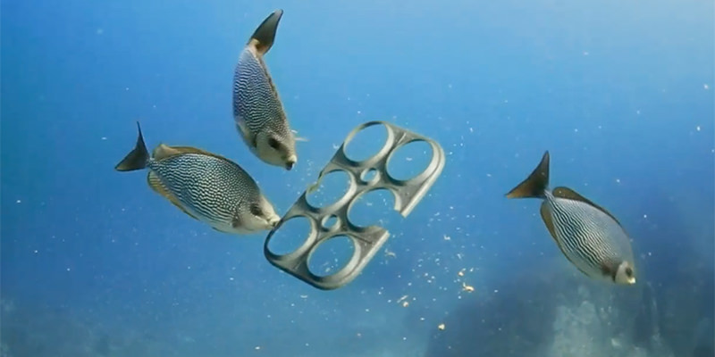 This Craft Brewery Invented Biodegradable Six-Pack Rings To Protect Wildlife
