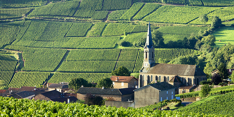 What Is Terroir? Vineyars in Burgundy, France