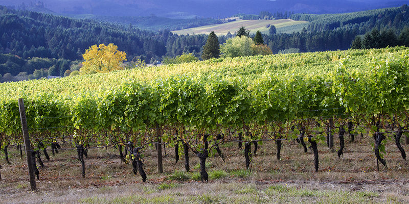Vineyards In Oregon's Willamette Valley