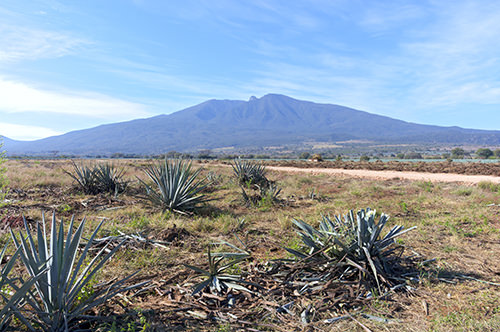 Blue Weber Agave growing beneath the Tequila Volcano