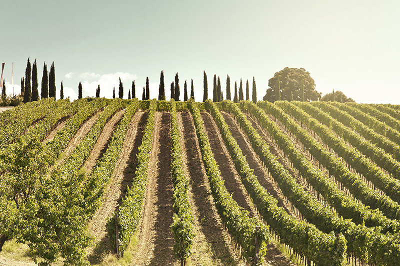 A sunny vineyard in Montalcino, in Tuscany