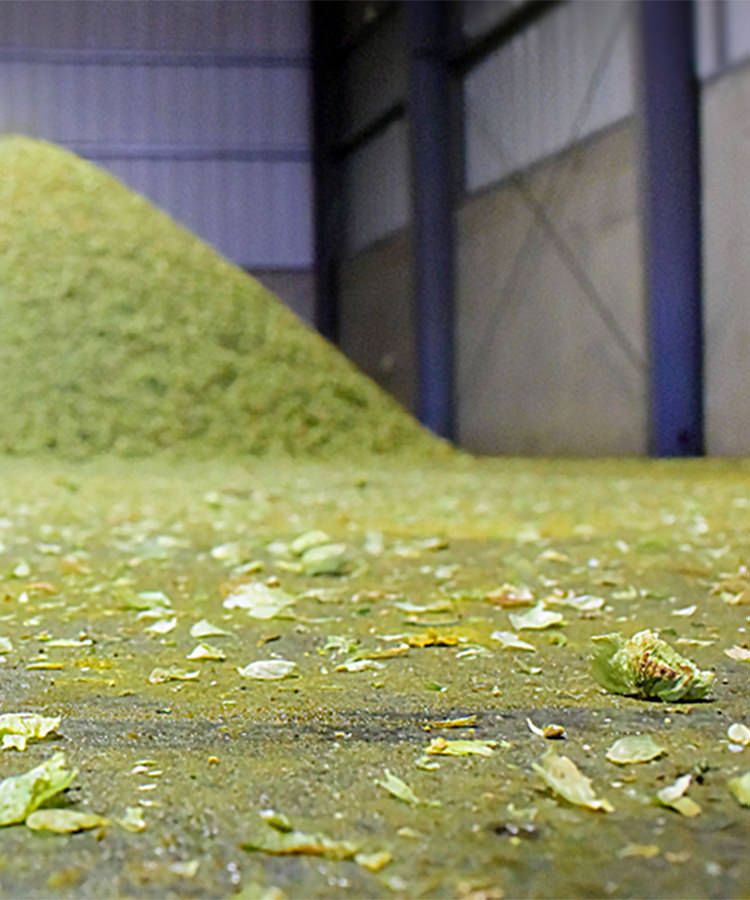 Beer Nerds Drive Hops Innovation, And That Should Matter To You