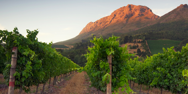 Documentary Accuses 350 Year Old Wine Industry of Slave-Like Conditions