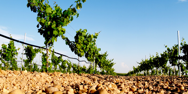 Get To Know Verdejo, A White Wine From Rueda, Spain