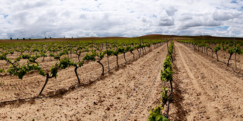 Verdejo Vineyards In Rueda, Spain