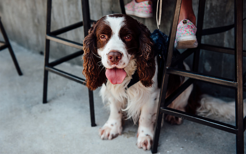 Dog hanging out at the bar