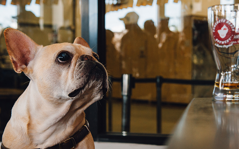 French bulldog and beer