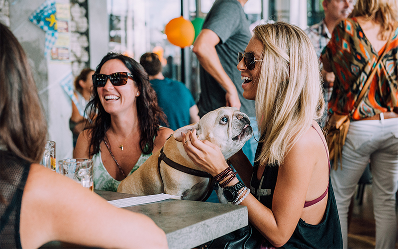 French bulldog at brewery