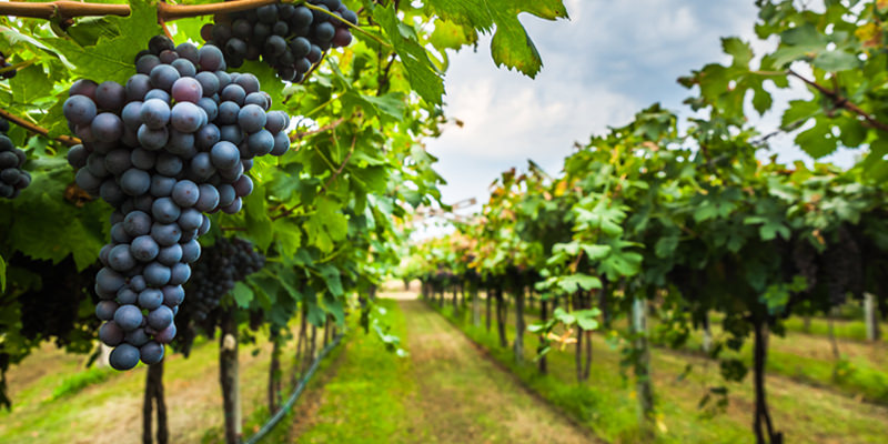 The World Drank $1.6 Billion Dollars Of California Wine Last Year