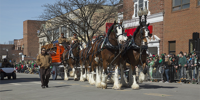 Budweiser Horses