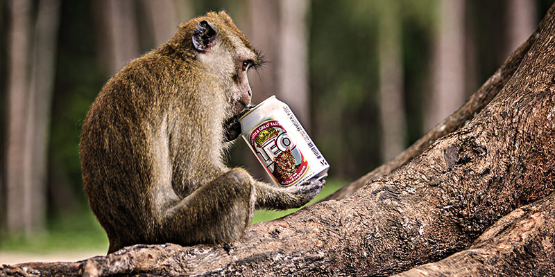 drunken monkey theory