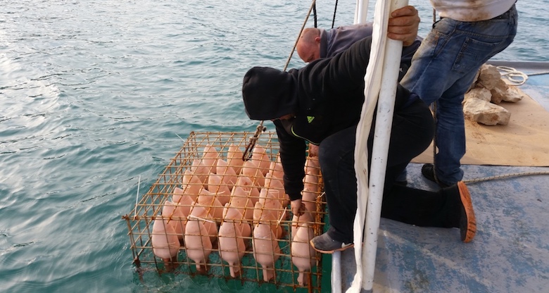 Croatia Gets its First Underwater Winery