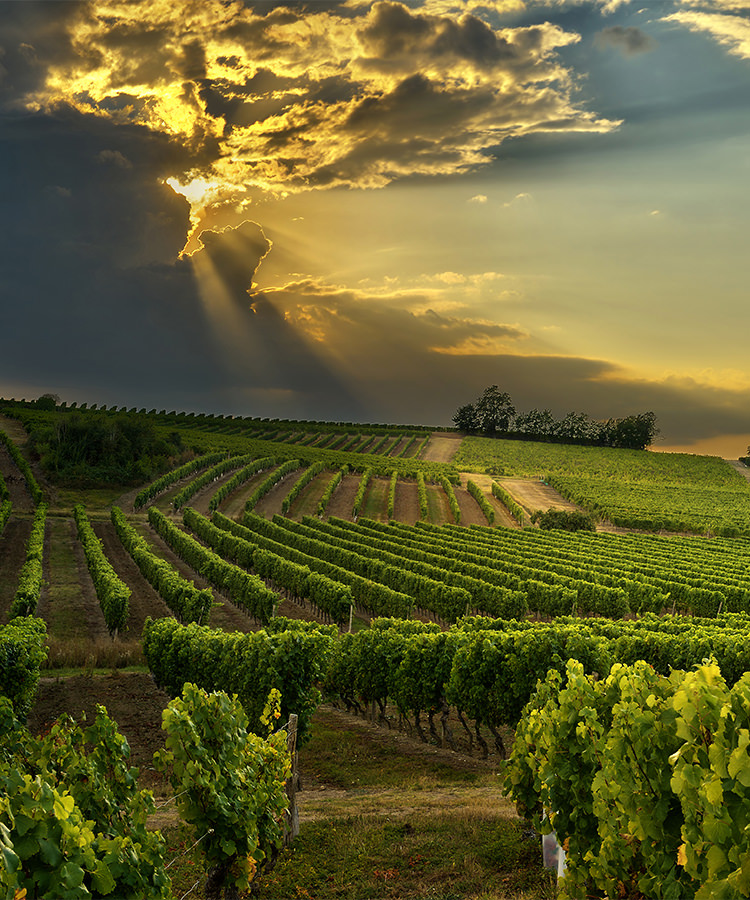 A Man-Made Hail Shield Will Cover Burgundy This Year