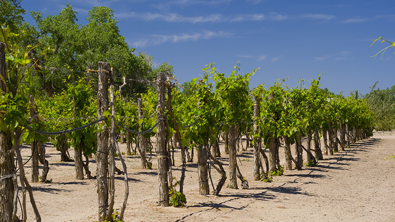 New Mexico is one of the top ten most incredible American wine regions to visit this summer