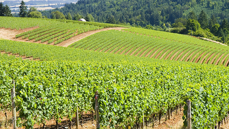 Willamette Valley is one of the top ten most incredible American wine regions to visit this summer