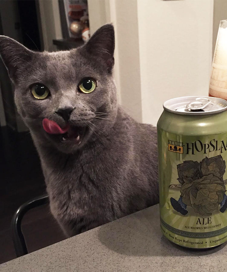The Woman Who Created the #BeerCats Meme Is a Cancer Biologist