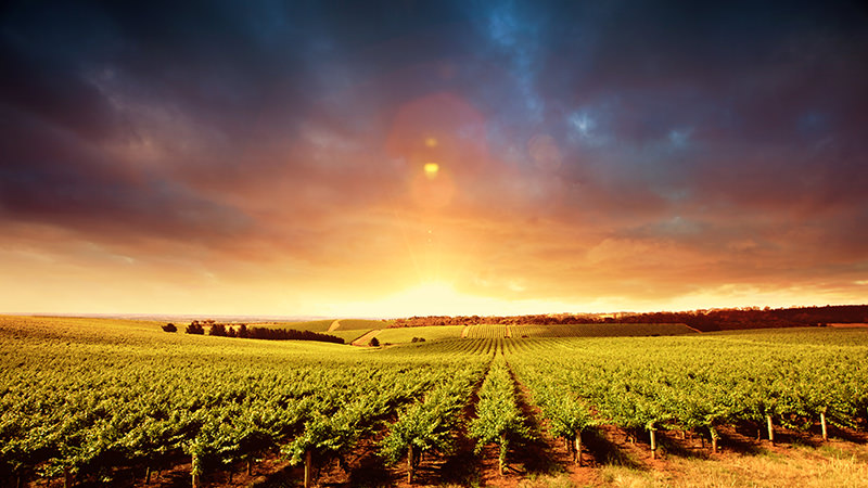 Barossa Valley, Australia is a Magical Wine Region to Visit In Your Lifetime