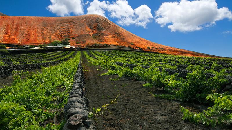 Canary Islands, Spain is a Magical Wine Region to Visit In Your Lifetime