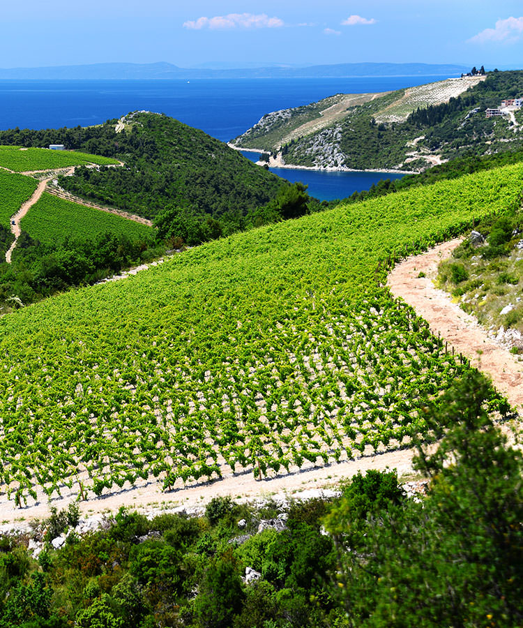 10 Magical Wine Regions You Need To Visit Before You Die