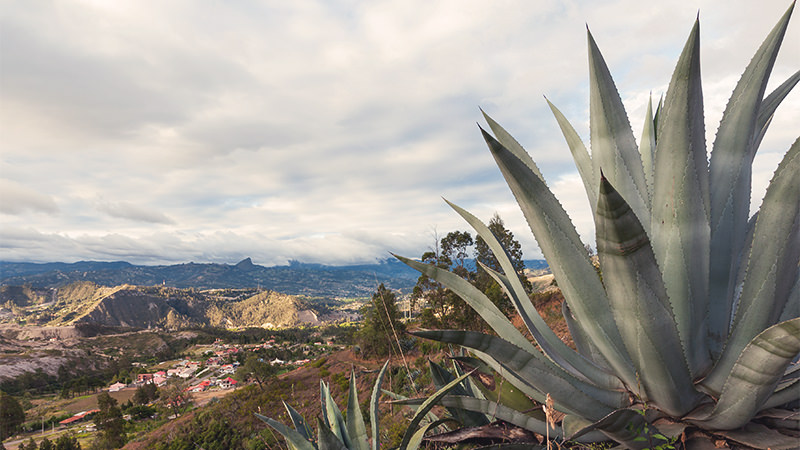 mezcal can be made in many different regions