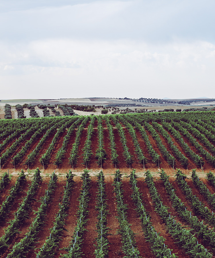 Learn About Rioja Wine From Spain