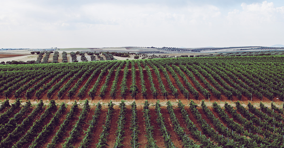 Learn About Rioja Wine From Spain