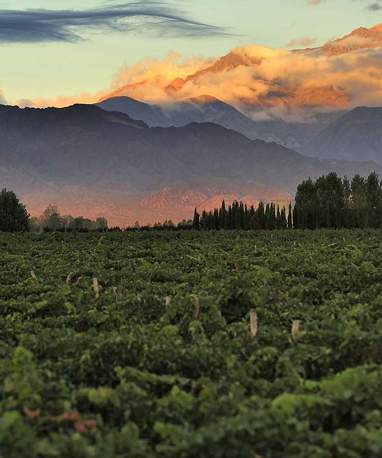 Learn About Malbec, The Popular Red Wine