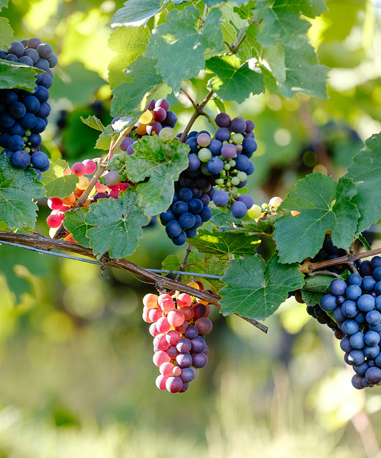 Learn About Pinot Noir