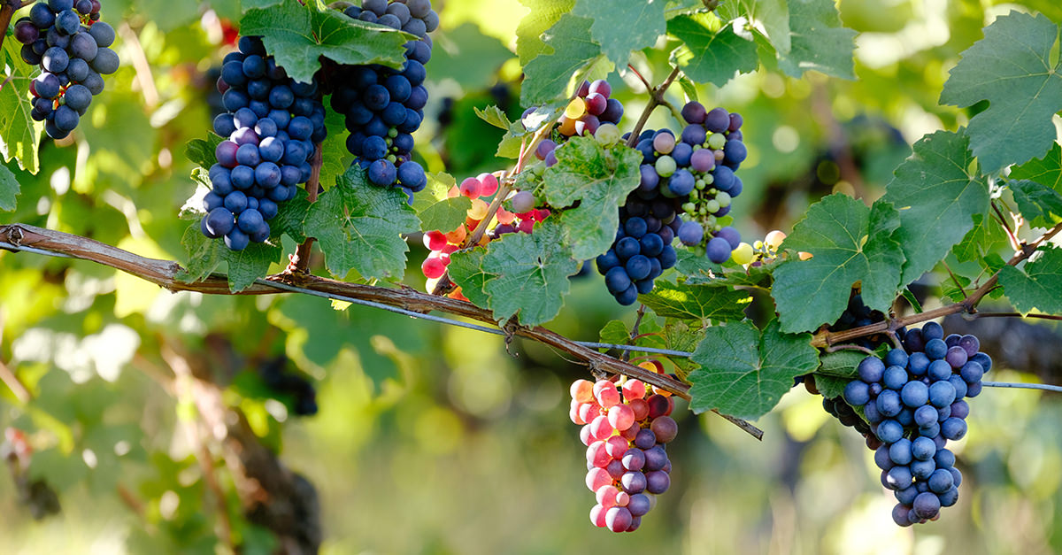 Learn About Pinot Noir