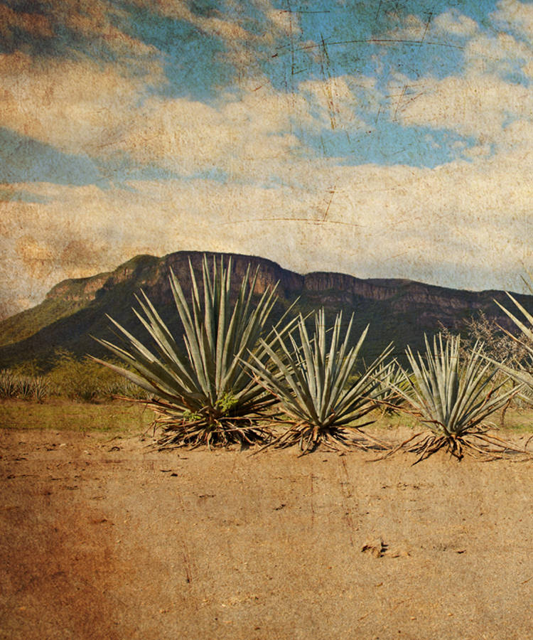 The Differences Between Tequila and Mezcal, Explained